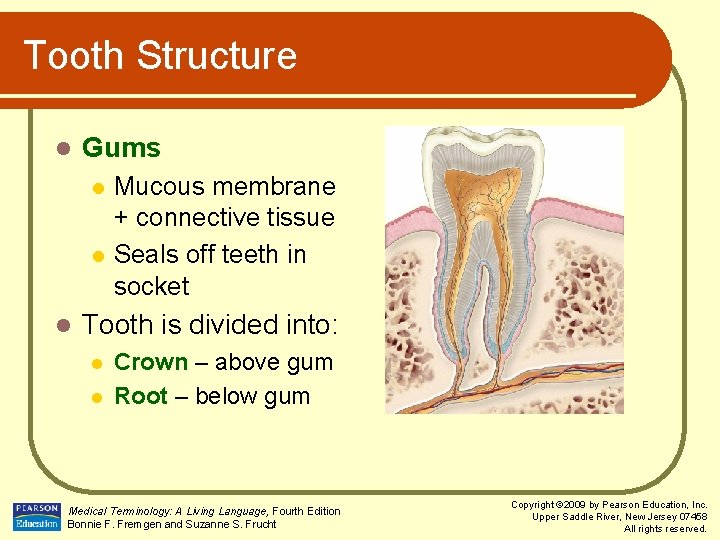 Tooth Structure l Gums l l l Mucous membrane + connective tissue Seals off