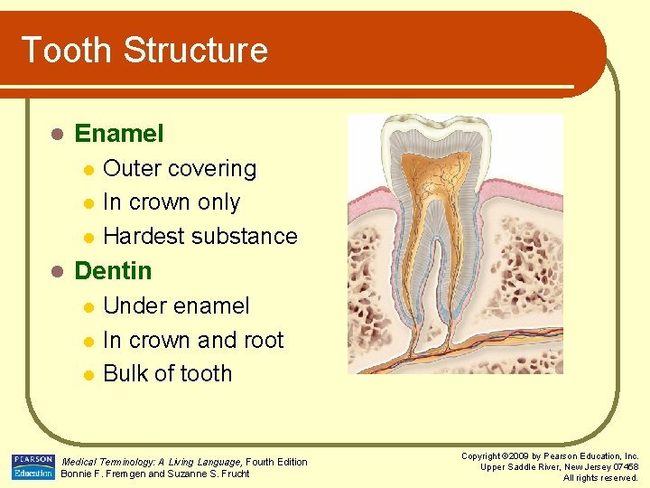 Tooth Structure l Enamel l l Outer covering In crown only Hardest substance Dentin
