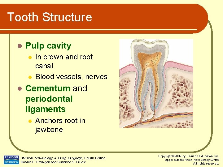 Tooth Structure l Pulp cavity l l l In crown and root canal Blood