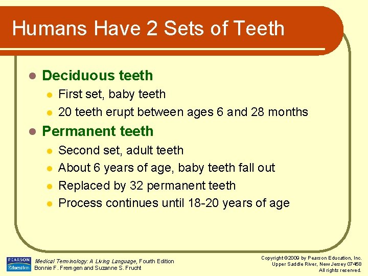 Humans Have 2 Sets of Teeth l Deciduous teeth l l l First set,