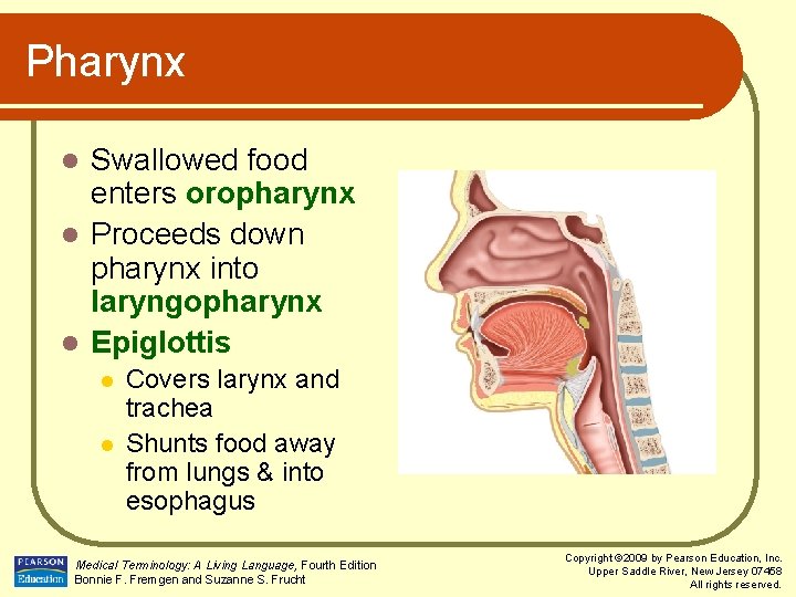 Pharynx Swallowed food enters oropharynx l Proceeds down pharynx into laryngopharynx l Epiglottis l