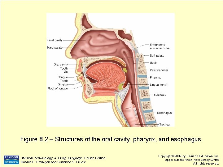 Figure 8. 2 – Structures of the oral cavity, pharynx, and esophagus. Medical Terminology: