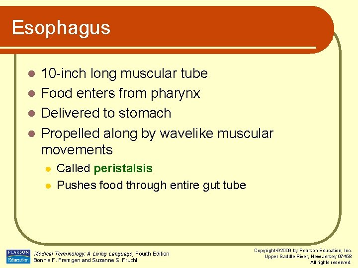 Esophagus 10 -inch long muscular tube l Food enters from pharynx l Delivered to