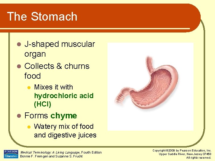 The Stomach J-shaped muscular organ l Collects & churns food l l l Mixes