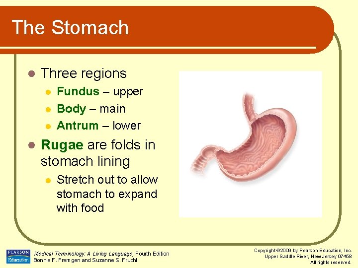 The Stomach l Three regions l l Fundus – upper Body – main Antrum