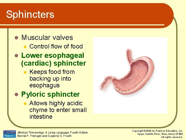 Sphincters l Muscular valves l l Lower esophageal (cardiac) sphincter l l Control flow