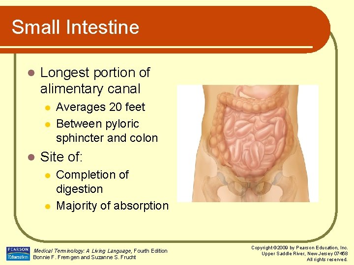 Small Intestine l Longest portion of alimentary canal l Averages 20 feet Between pyloric