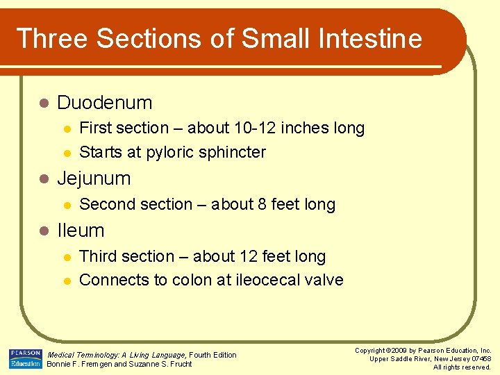 Three Sections of Small Intestine l Duodenum l l l Jejunum l l First