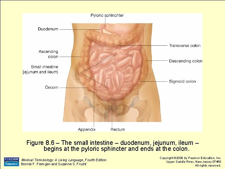 Figure 8. 6 – The small intestine – duodenum, jejunum, ileum – begins at