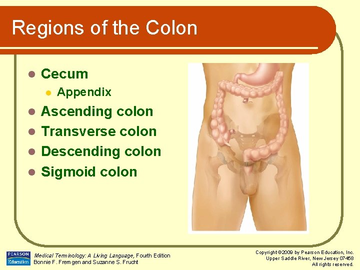 Regions of the Colon l Cecum l Appendix Ascending colon l Transverse colon l