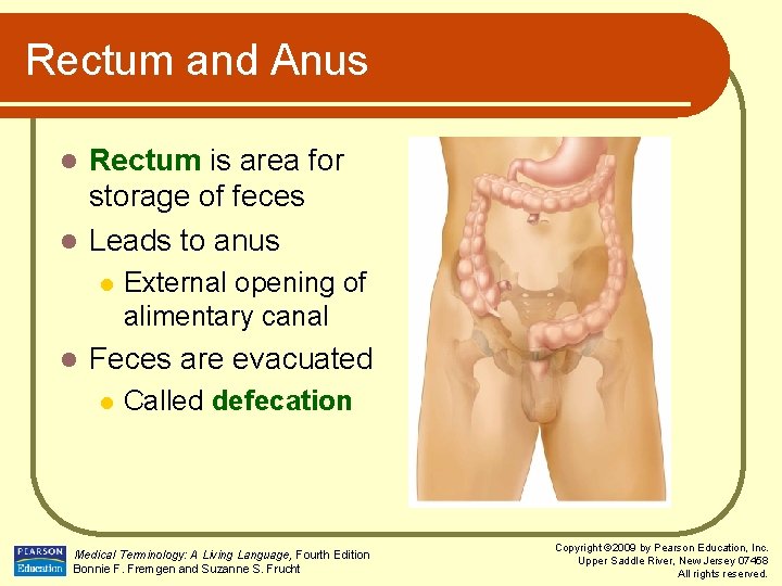 Rectum and Anus Rectum is area for storage of feces l Leads to anus