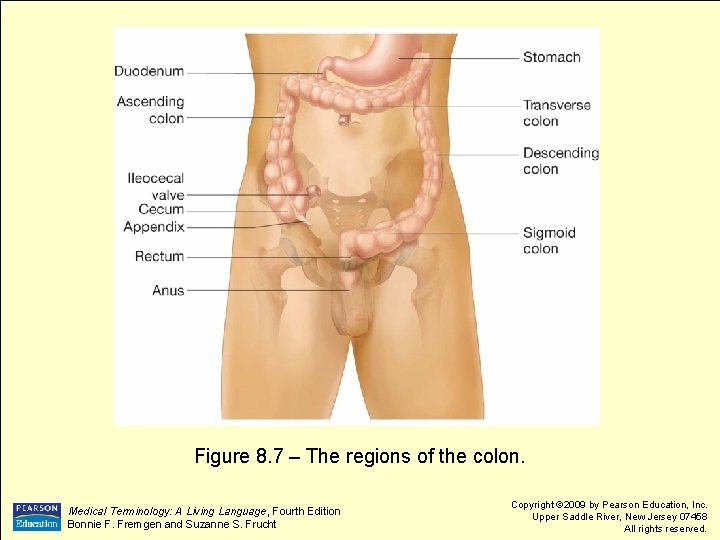 Figure 8. 7 – The regions of the colon. Medical Terminology: A Living Language,