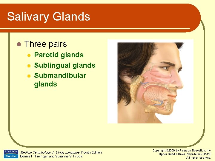 Salivary Glands l Three pairs l l l Parotid glands Sublingual glands Submandibular glands