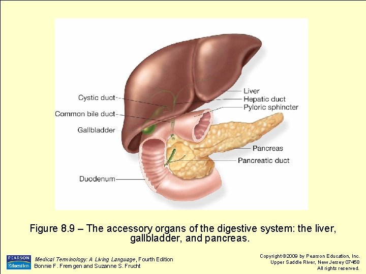 Figure 8. 9 – The accessory organs of the digestive system: the liver, gallbladder,