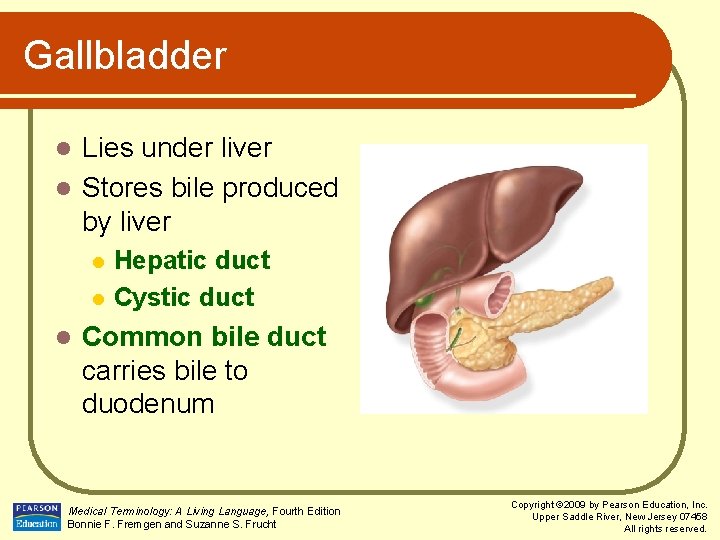 Gallbladder Lies under liver l Stores bile produced by liver l l Hepatic duct