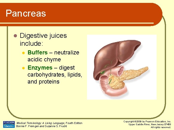 Pancreas l Digestive juices include: l l Buffers – neutralize acidic chyme Enzymes –