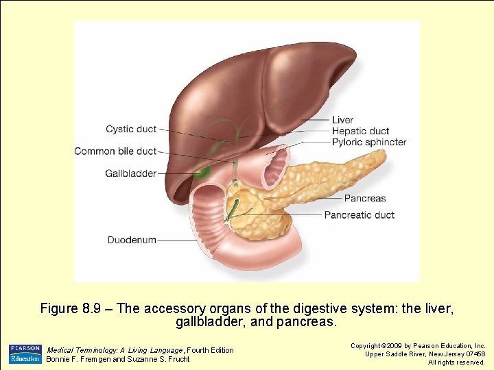 Figure 8. 9 – The accessory organs of the digestive system: the liver, gallbladder,