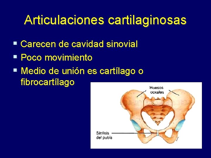 Articulaciones cartilaginosas § Carecen de cavidad sinovial § Poco movimiento § Medio de unión