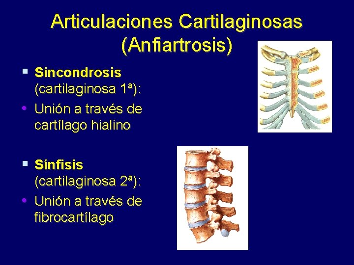 Articulaciones Cartilaginosas (Anfiartrosis) § Sincondrosis (cartilaginosa 1ª): • Unión a través de cartílago hialino