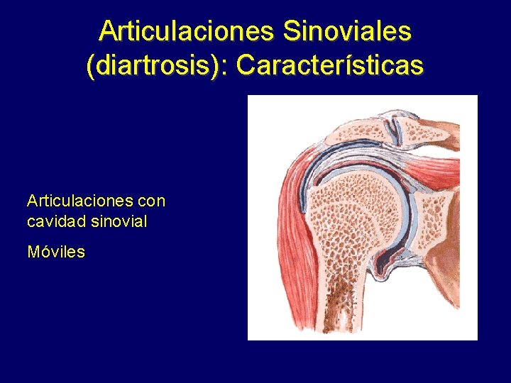 Articulaciones Sinoviales (diartrosis): Características Articulaciones con cavidad sinovial Móviles 