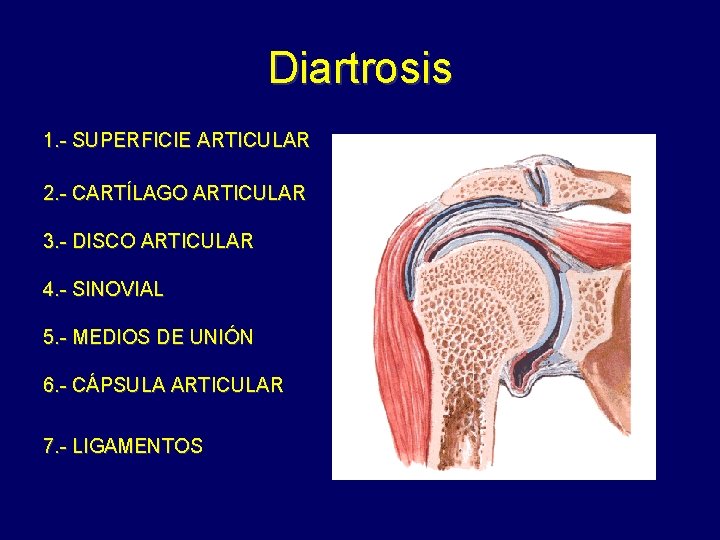 Diartrosis 1. - SUPERFICIE ARTICULAR 2. - CARTÍLAGO ARTICULAR 3. - DISCO ARTICULAR 4.