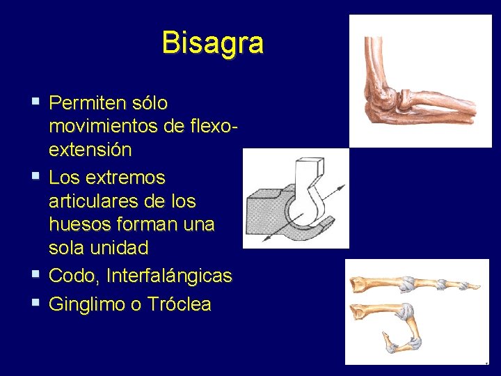 Bisagra § Permiten sólo movimientos de flexoextensión § Los extremos articulares de los huesos