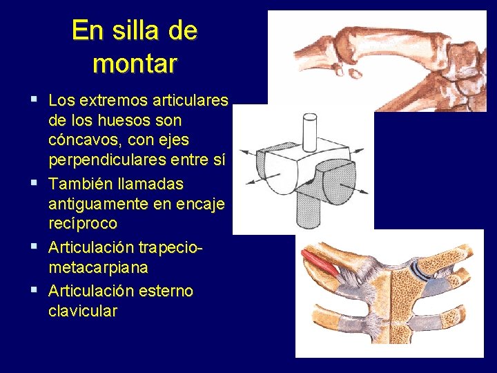 En silla de montar § Los extremos articulares de los huesos son cóncavos, con