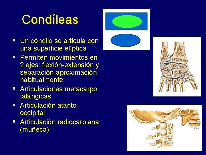 Condíleas § Un cóndilo se articula con § § una superficie elíptica Permiten movimientos