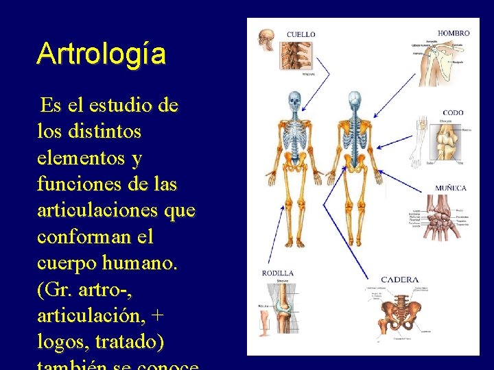 Artrología Es el estudio de los distintos elementos y funciones de las articulaciones que