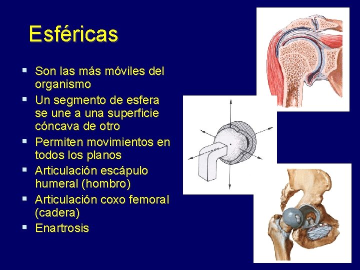 Esféricas § Son las más móviles del § § § organismo Un segmento de