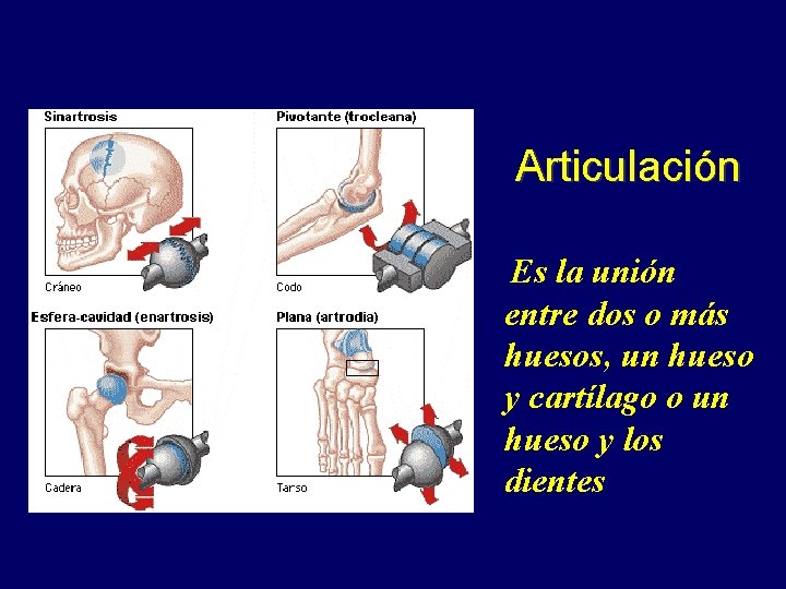 Articulación Es la unión entre dos o más huesos, un hueso y cartílago o