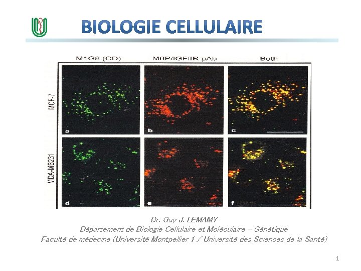 Dr. Guy J. LEMAMY Département de Biologie Cellulaire et Moléculaire - Génétique Faculté de
