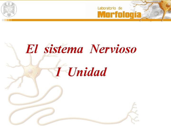 El sistema Nervioso I Unidad El sistema Nervioso I Unidad