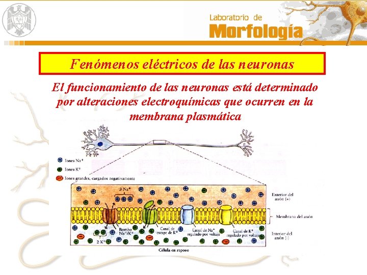 Fenómenos eléctricos de las neuronas El funcionamiento de las neuronas está determinado por alteraciones Fenómenos eléctricos de las neuronas El funcionamiento de las neuronas está determinado por alteraciones