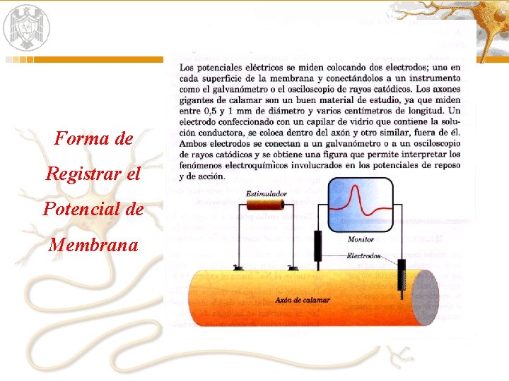 Forma de Registrar el Potencial de Membrana 