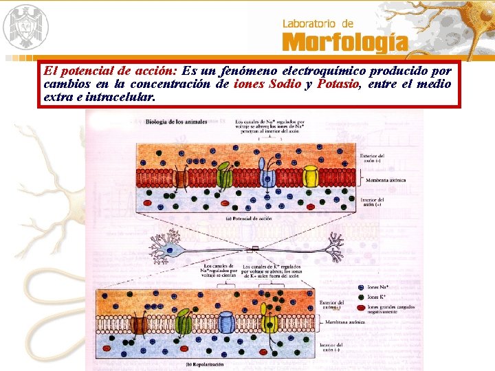 El potencial de acción: Es un fenómeno electroquímico producido por cambios en la concentración