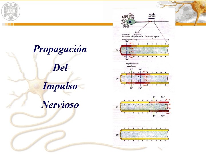 Propagación Del Impulso Nervioso Propagación Del Impulso Nervioso