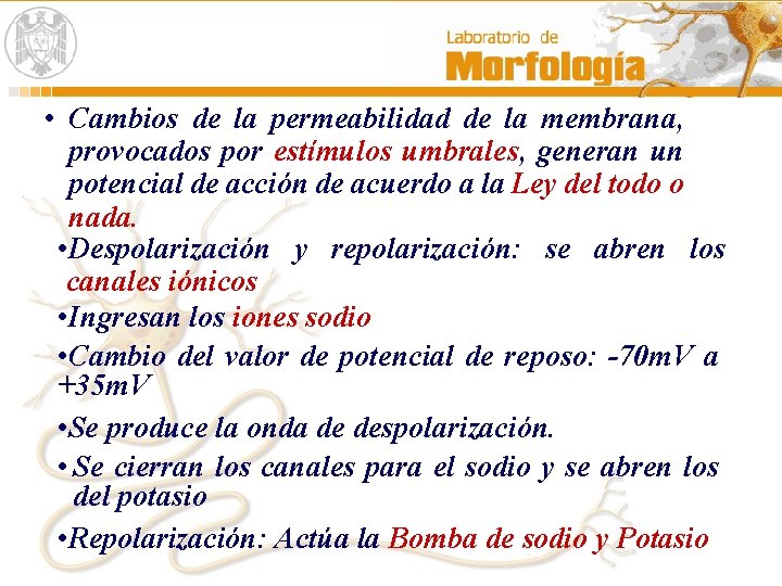 • Cambios de la permeabilidad de la membrana, provocados por estímulos umbrales, generan • Cambios de la permeabilidad de la membrana, provocados por estímulos umbrales, generan
