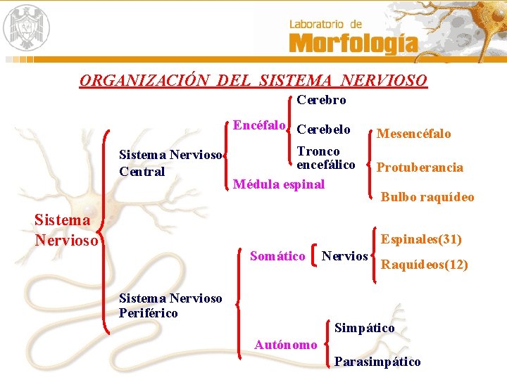 ORGANIZACIÓN DEL SISTEMA NERVIOSO Cerebro Sistema Nervioso Central Sistema Nervioso Encéfalo Cerebelo Mesencéfalo Tronco ORGANIZACIÓN DEL SISTEMA NERVIOSO Cerebro Sistema Nervioso Central Sistema Nervioso Encéfalo Cerebelo Mesencéfalo Tronco