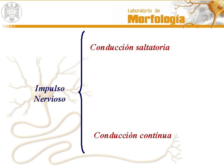 Conducción saltatoria Impulso Nervioso Conducción contínua 