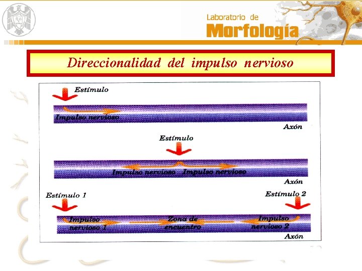 Direccionalidad del impulso nervioso Direccionalidad del impulso nervioso