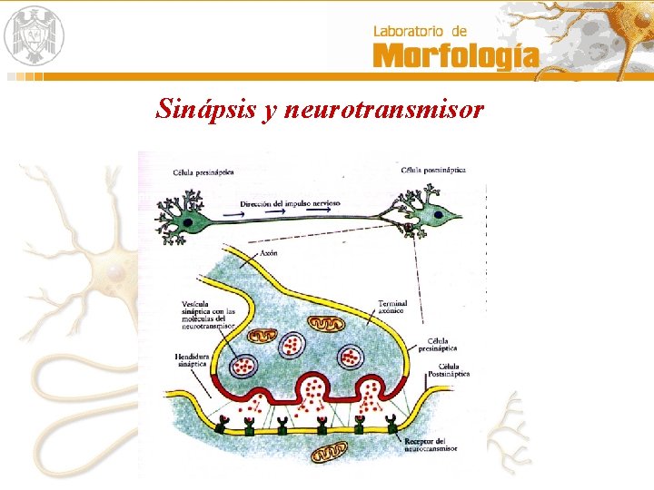 Sinápsis y neurotransmisor 