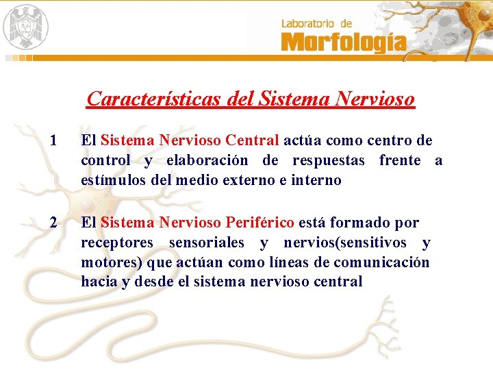 Características del Sistema Nervioso 1 El Sistema Nervioso Central actúa como centro de control