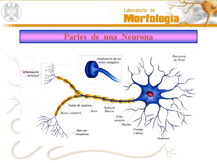 Partes de una Neurona 