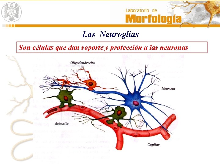 Las Neuroglias Son células que dan soporte y protección a las neuronas Las Neuroglias Son células que dan soporte y protección a las neuronas