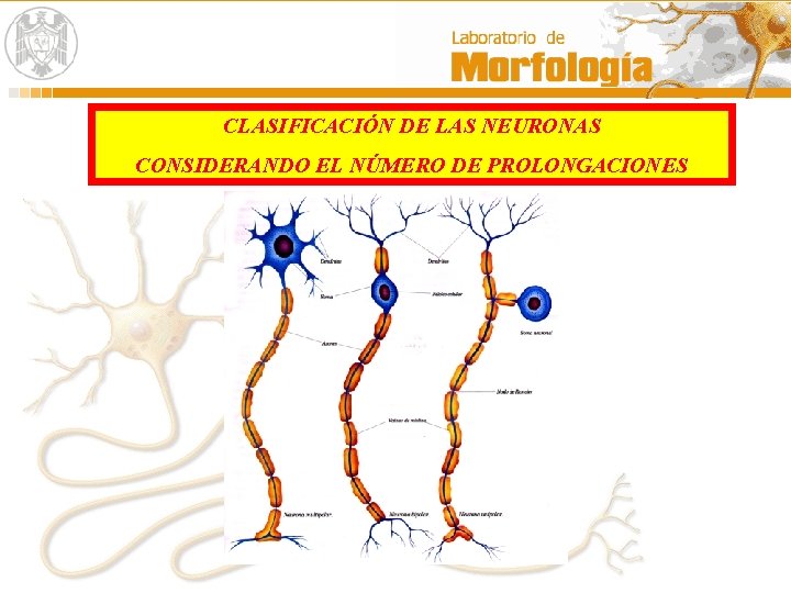 CLASIFICACIÓN DE LAS NEURONAS CONSIDERANDO EL NÚMERO DE PROLONGACIONES 