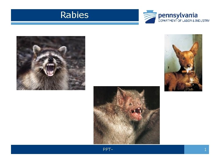 Rabies PPT- 1 