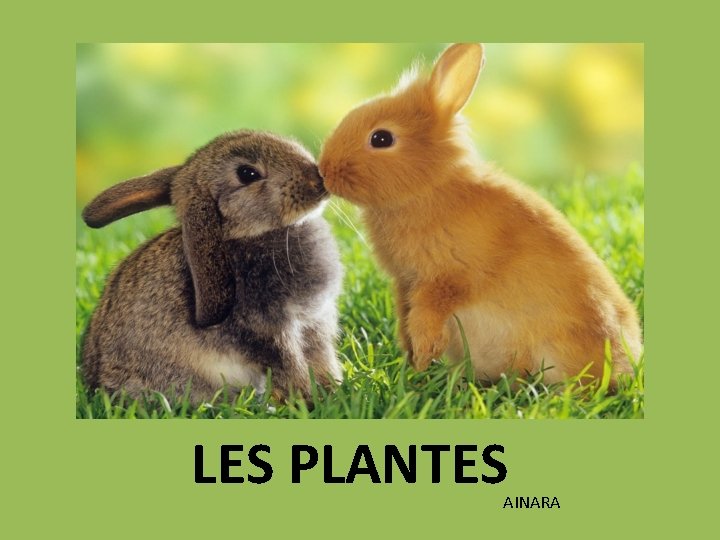 LES PLANTES AINARA 