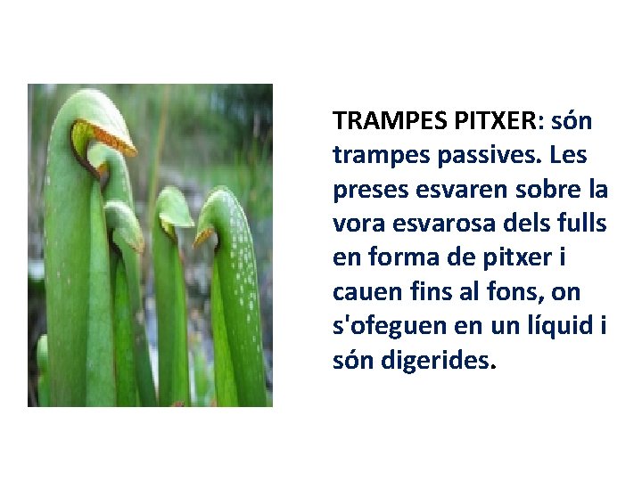 TRAMPES PITXER: són trampes passives. Les preses esvaren sobre la vora esvarosa dels fulls