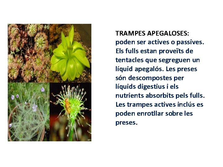 TRAMPES APEGALOSES: poden ser actives o passives. Els fulls estan proveïts de tentacles que